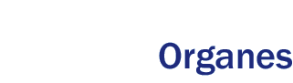 Organes